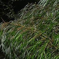 灰绿玉山竹