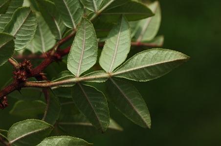 刺花椒