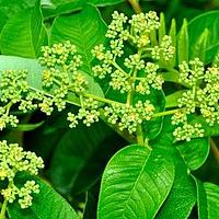 椿叶花椒