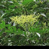 簕欓花椒