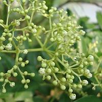 簕欓花椒
