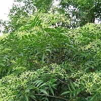 簕欓花椒