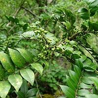 石山花椒