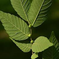 榉树