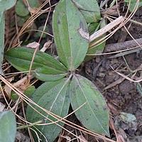 四叶茜草