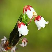 杜鹃花科