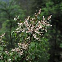 杜鹃花科