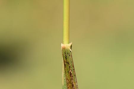 丈野古草