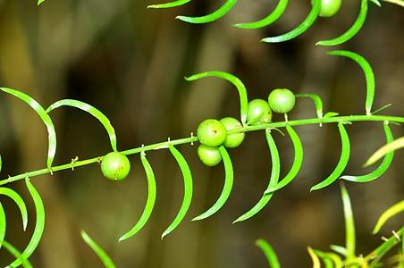 天门冬 - 图片/介绍/花期/花语/知识 - 千草植物