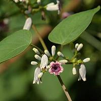 茜草科