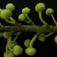 樟科