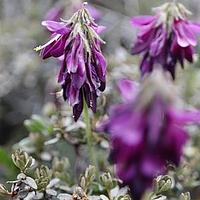 镰荚黄芪
