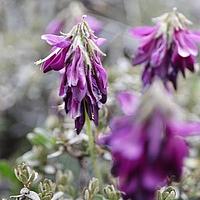 镰荚黄芪