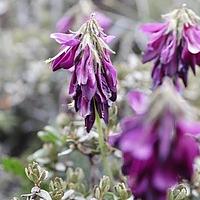 镰荚黄芪