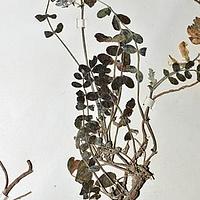 巴塘黄芪