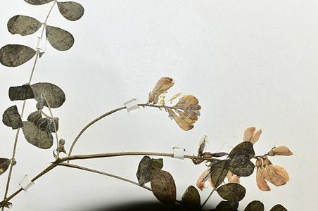 巴塘黄芪