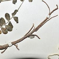 巴塘黄芪