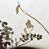 巴塘黄芪