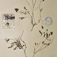 丹麦黄芪